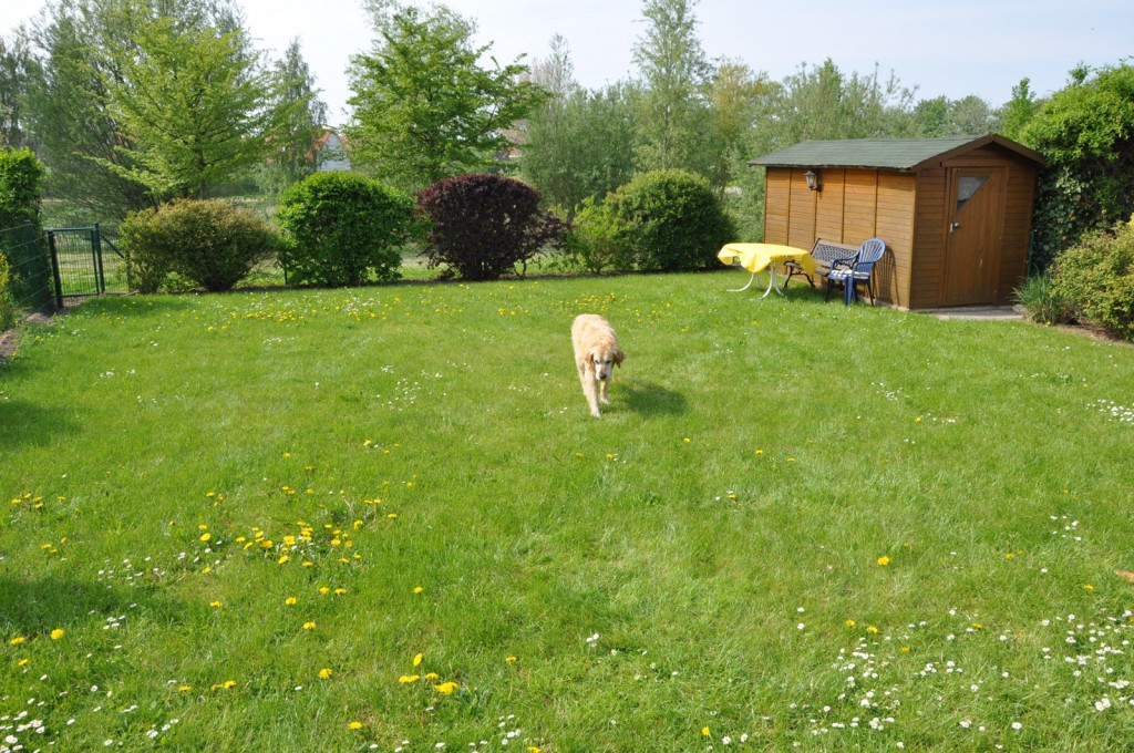 Ferienhaus mit Hund im Garten